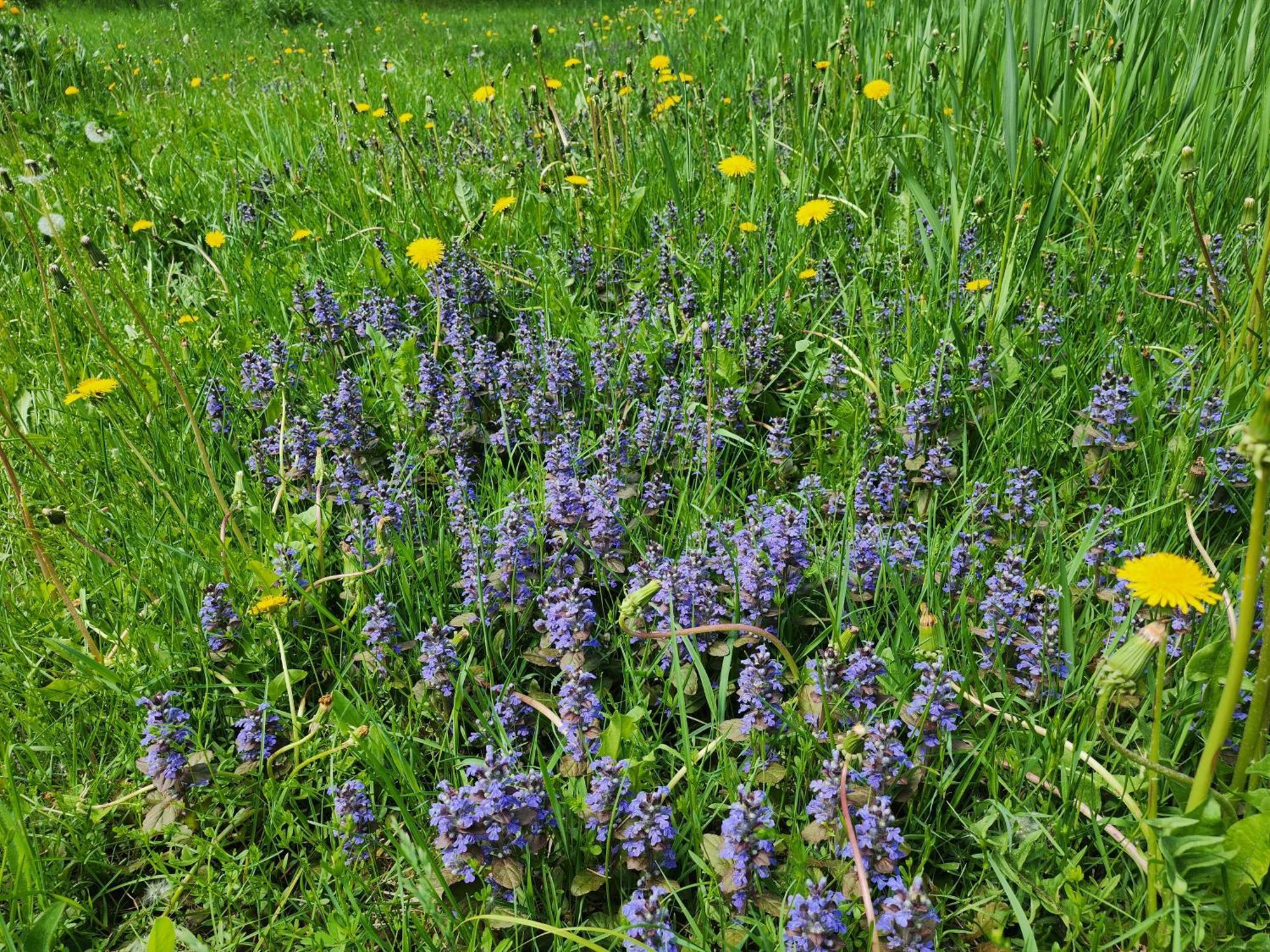 Chalets Nabu La Sacacomie - Riviere - Billard Saint-Alexis-des-Monts Eksteriør bilde